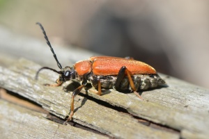 Insekten
